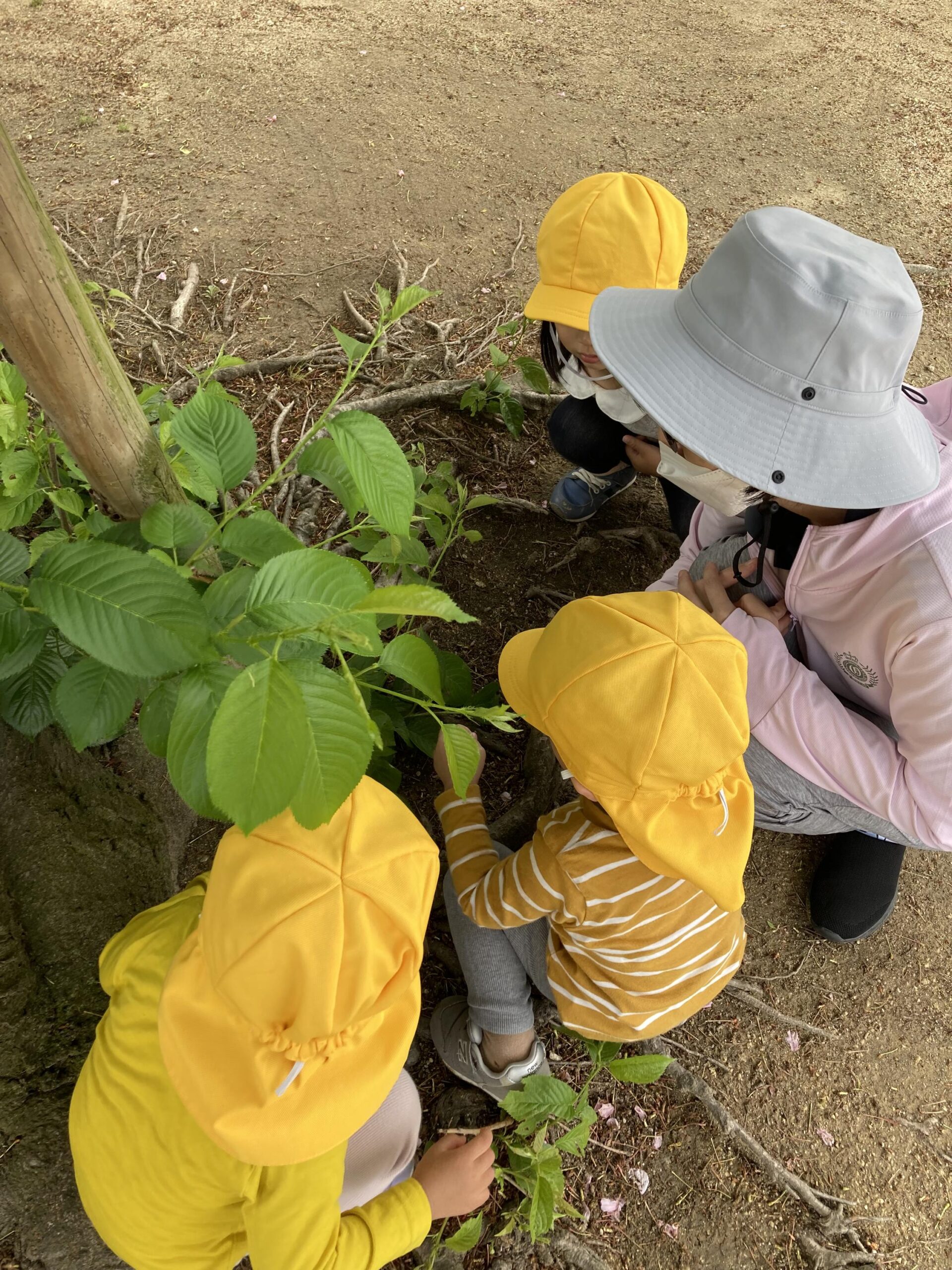 そらいろ木の根